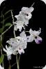 Dendrobium annae